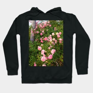 Dorothy Perkins Vintage Rambling Pink Rose Photo Hoodie